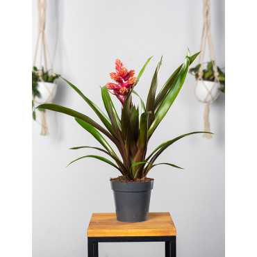 Guzmania 'Brush'
