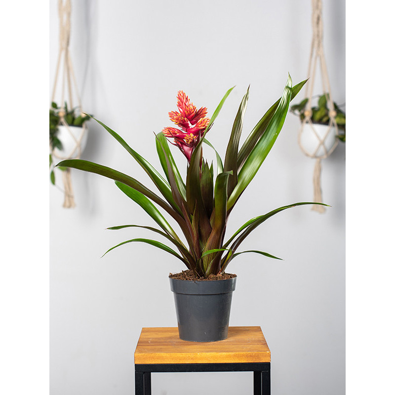 Guzmania 'Brush'