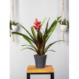Guzmania 'Brush'