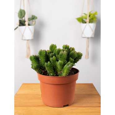 Grubosz 'Buddha's Temple'