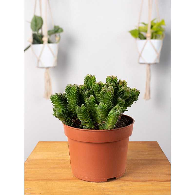 Grubosz 'Buddha's Temple'