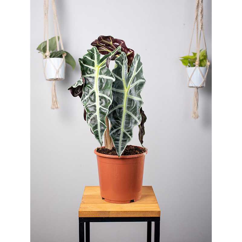 Alokazja 'Polly' Alokazja 'Polly'