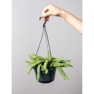 Grubosz 'Hottentot' | Wiszący