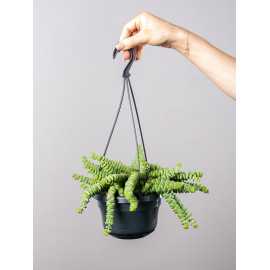 Grubosz 'Hottentot' | Wiszący