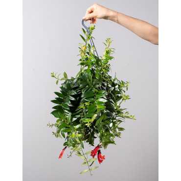 Eszynantus 'Caroline' Eszynantus 'Caroline'