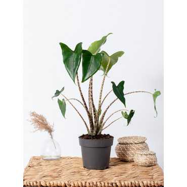 Alokazja 'Mini Zebrina'