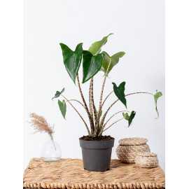 Alokazja 'Mini Zebrina'