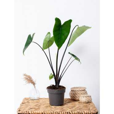 Alokazja 'Black Zebrina'