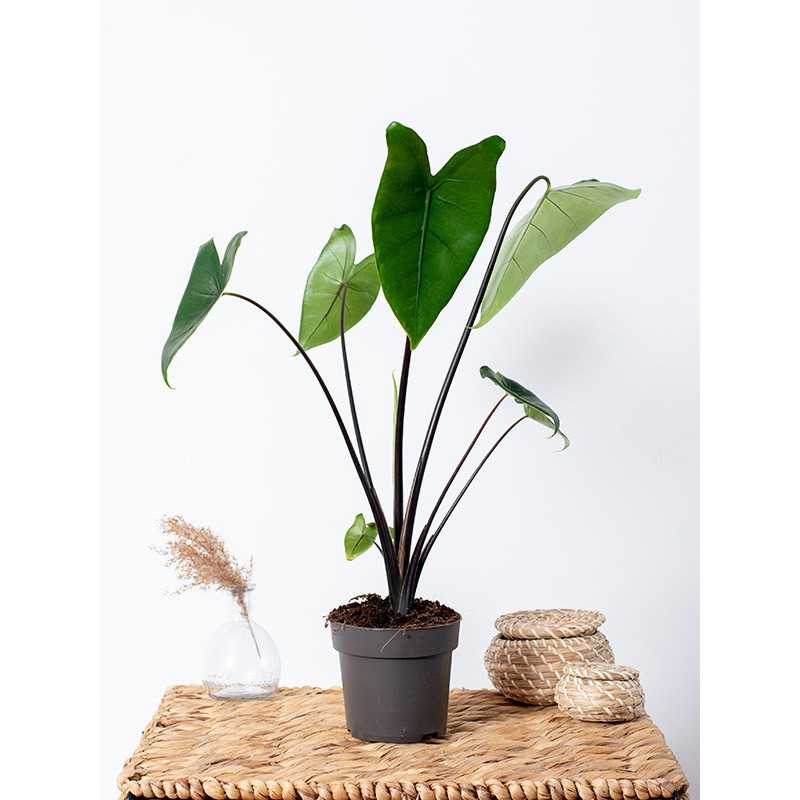 Alokazja 'Black Zebrina'