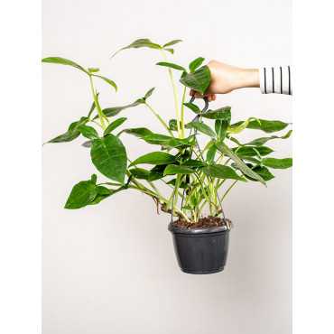 Syngonium 'Trileaf Wonder' | Wiszące