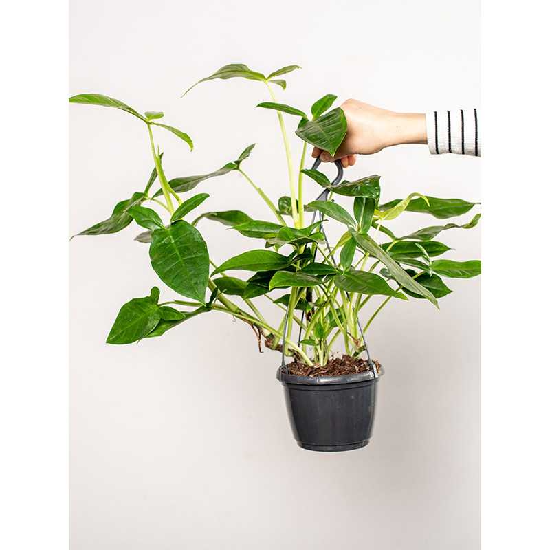 Syngonium 'Trileaf Wonder' | Wiszące