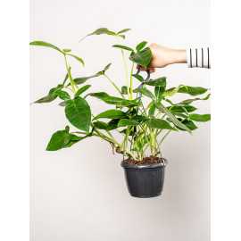 Syngonium 'Trileaf Wonder' | Wiszące