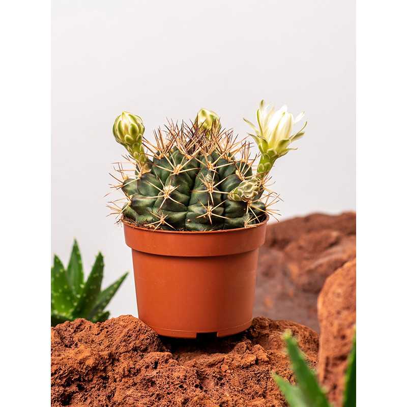 Gymnocalycium mihanovichii