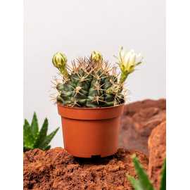 Gymnocalycium mihanovichii