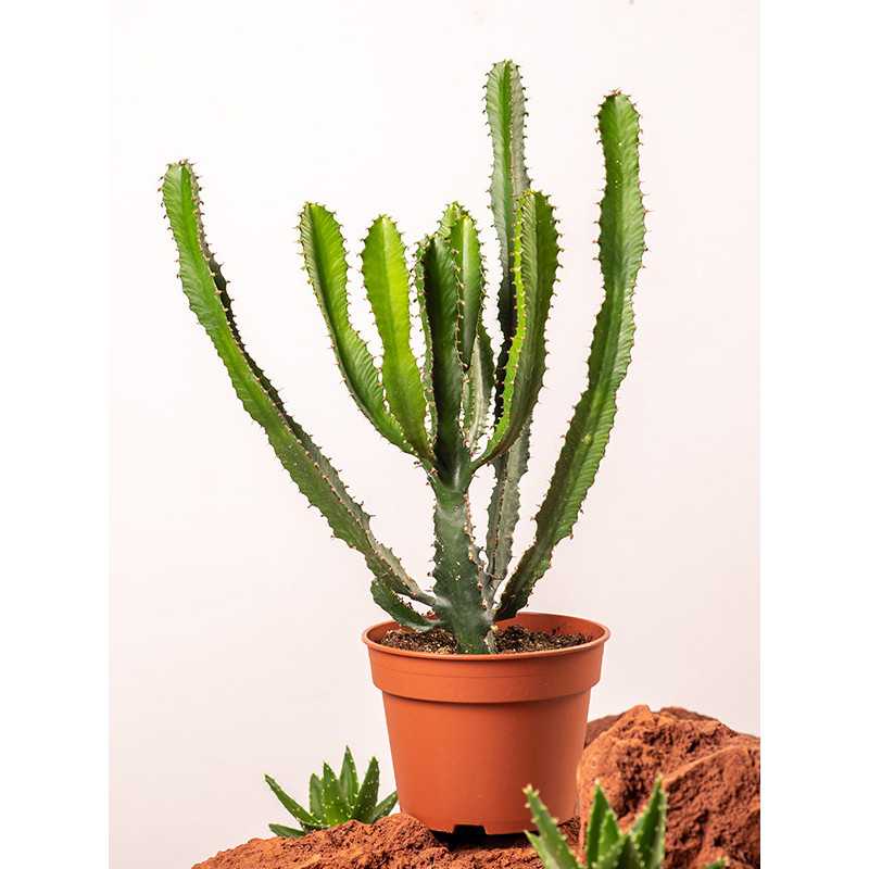 Euphorbia