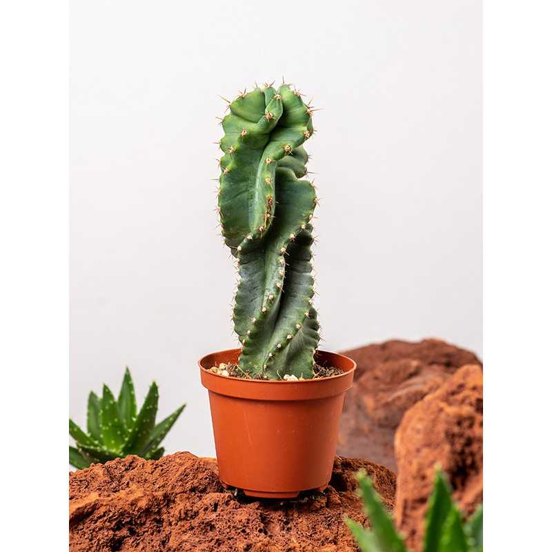 Cereus Forbesii Spiralis