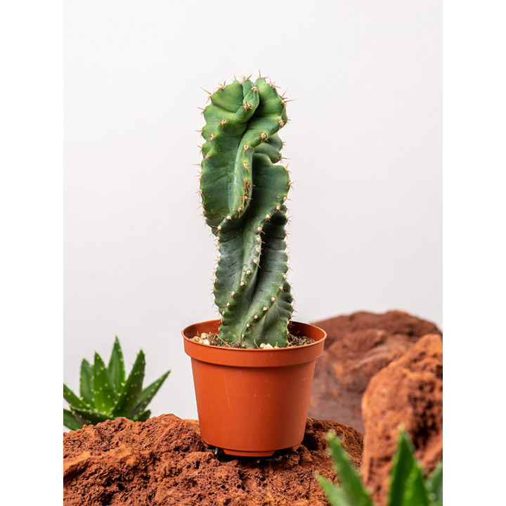 Cereus Forbesii Spiralis