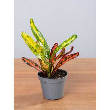 Kroton 'Red Banana'