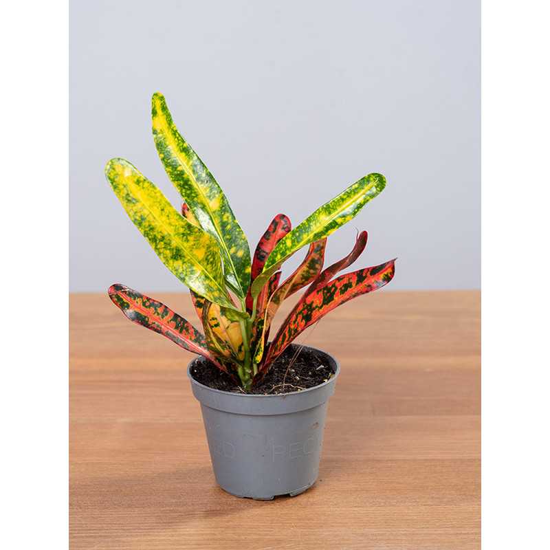 Kroton 'Red Banana'