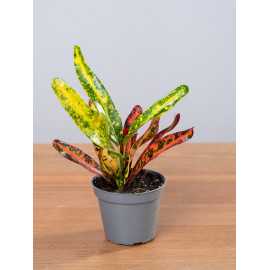 Kroton 'Red Banana'