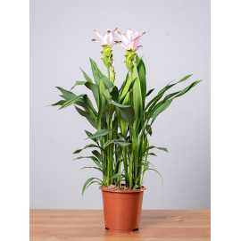 Kurkuma 'Siam Swing'