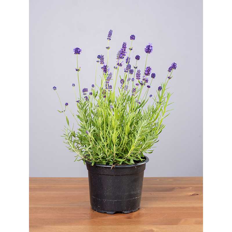 Lawenda 'Blue Scent'