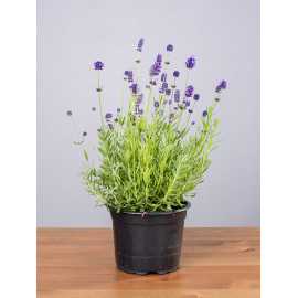 Lawenda 'Blue Scent'
