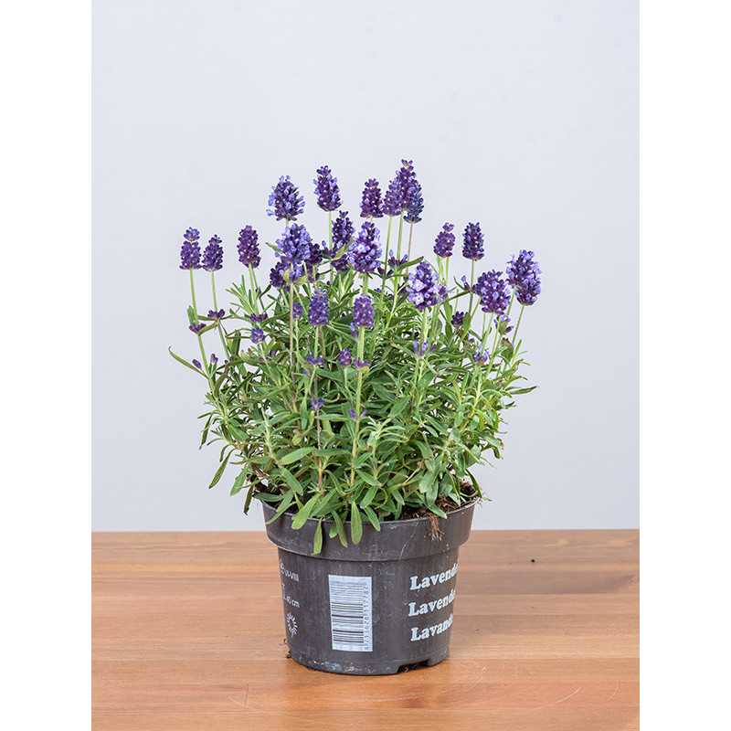 Lawenda 'Lavance Purple'