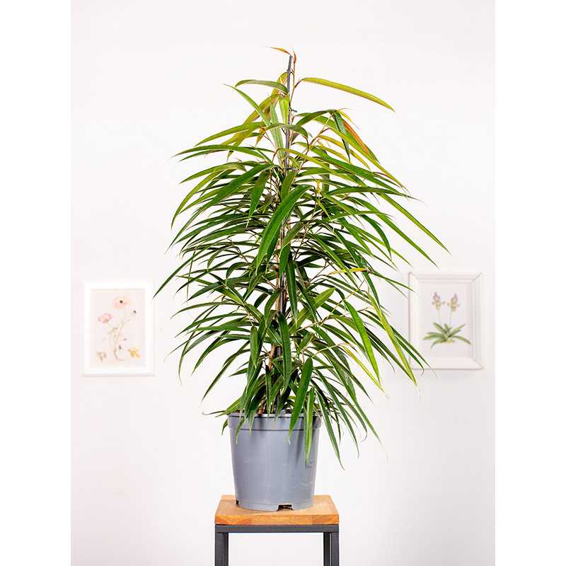 Fikus 'Alii'