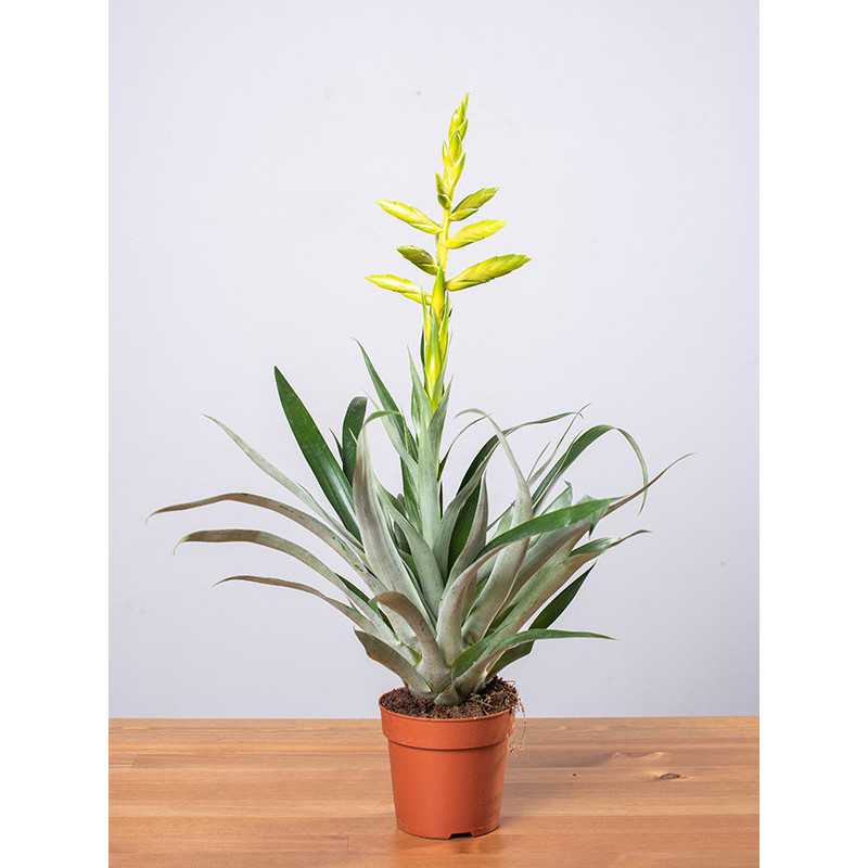 Tillandsia oerstediana