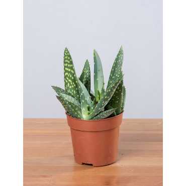 Aloes 'Jurassic Dino'