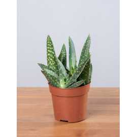 Aloes 'Jurassic Dino'