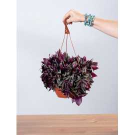 Trzykrotka 'Violet Hill'