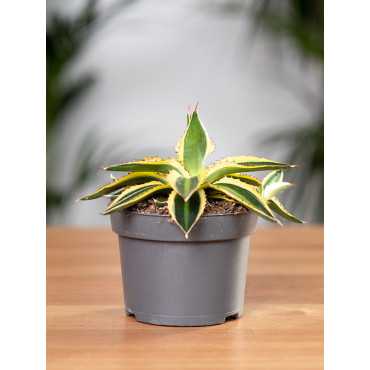 Agawa 'Quadricolor'