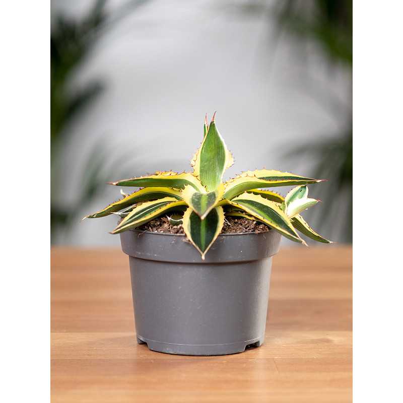 Agawa 'Quadricolor'