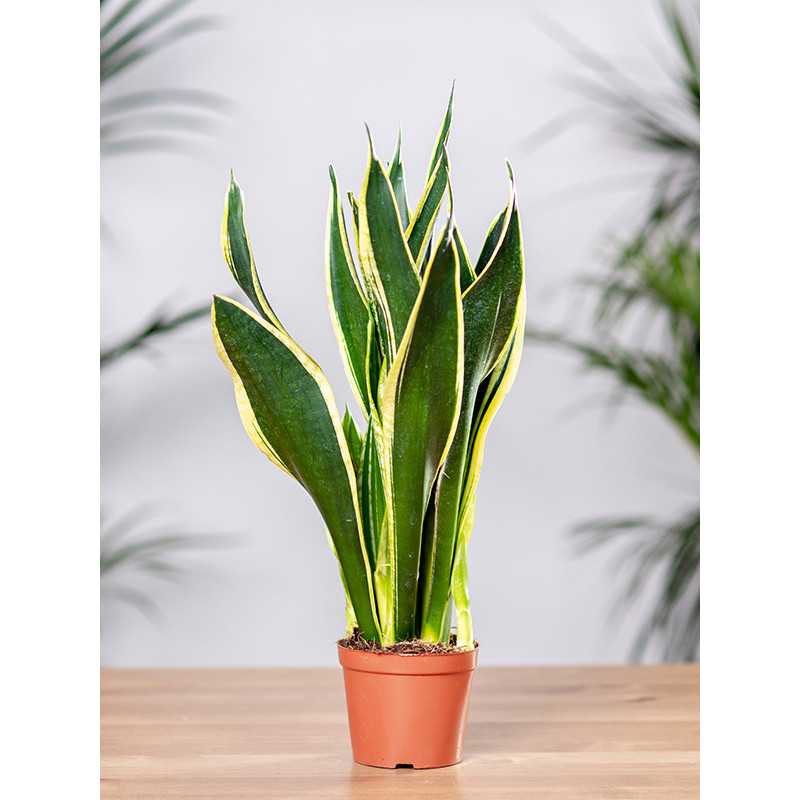 Sansewieria 'Black Flame'