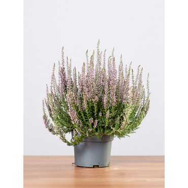 Wrzos 'Lisbeth'