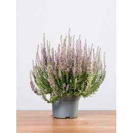 Wrzos 'Lisbeth'