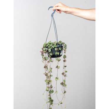 Ceropegia woodii wisząca