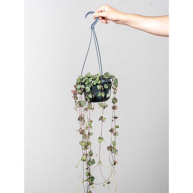 Ceropegia woodii wisząca