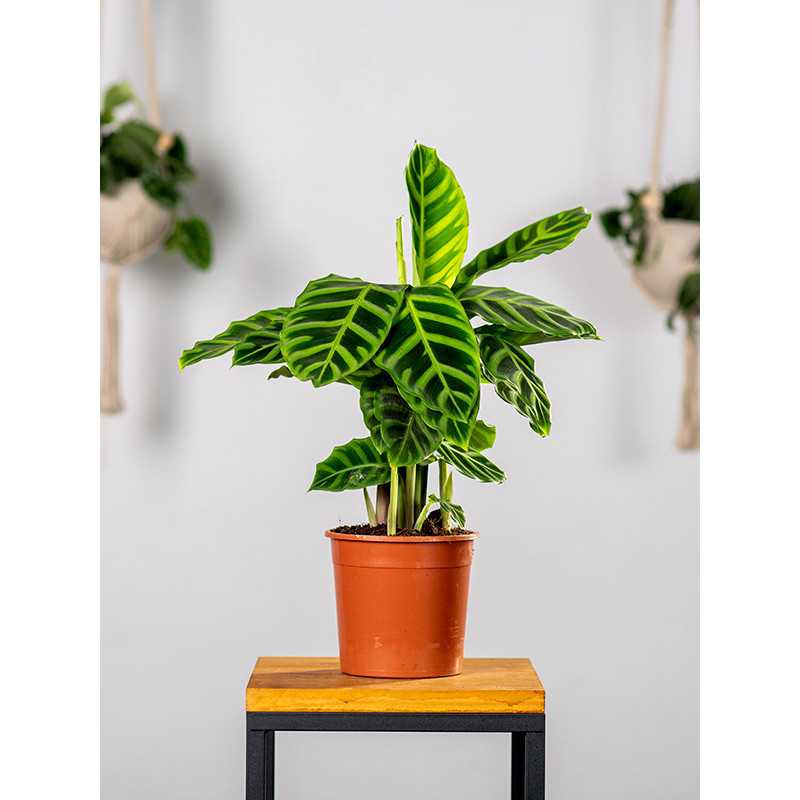 Kalatea zebrina | Mała