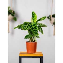 Kalatea zebrina | Mała