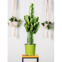 Euphorbia ingens