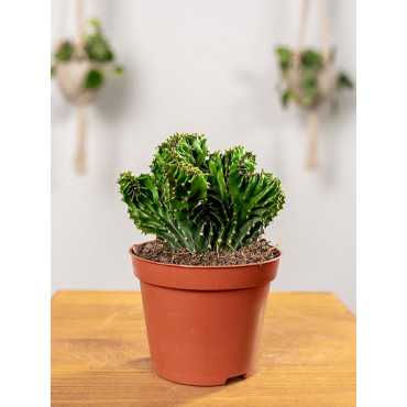 Euphorbia 'Cristata'