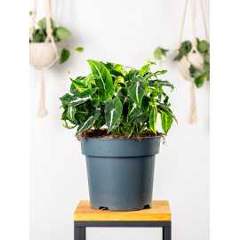 Syngonium wendlandii