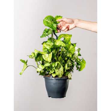 Syngonium 'White Butterfly' | Wiszące