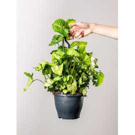 Syngonium 'White Butterfly' | Wiszące