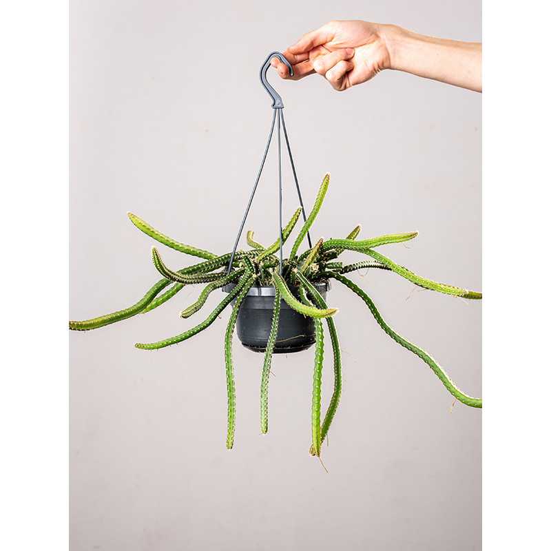 Selenicereus 'Królowa nocy'