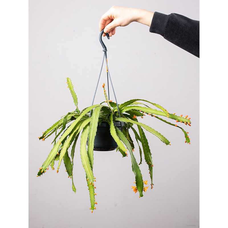 Rhipsalis monacantha | Wiszący