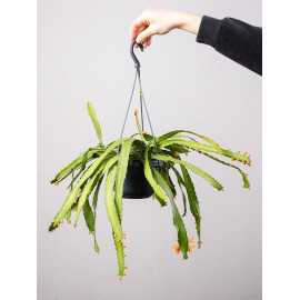 Rhipsalis monacantha | Wiszący